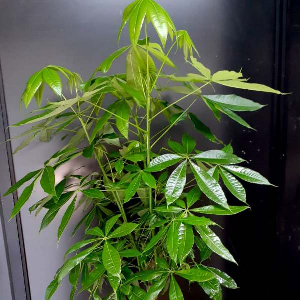 Potted money tree plant with glossy green leaves in a white planter