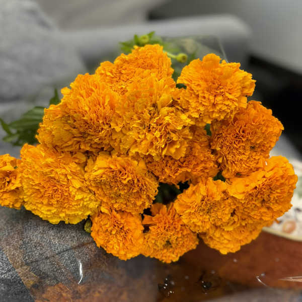 Marigold Splendor