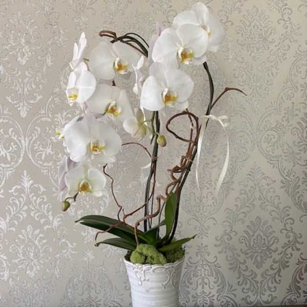 White orchid arrangement in a tall white vase