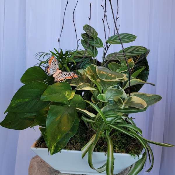 Dish Garden Planter