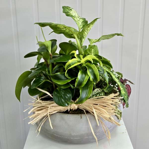 Mixed green potted plant arrangement in a gray bowl planter