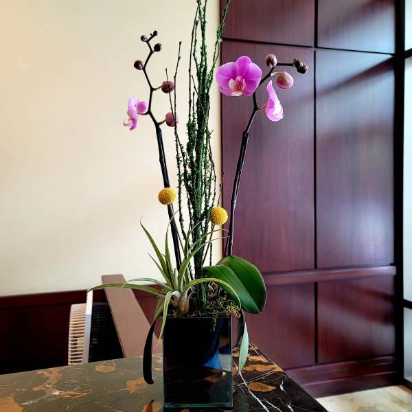Pink orchids in a black square vase with tall greenery and a small air plant