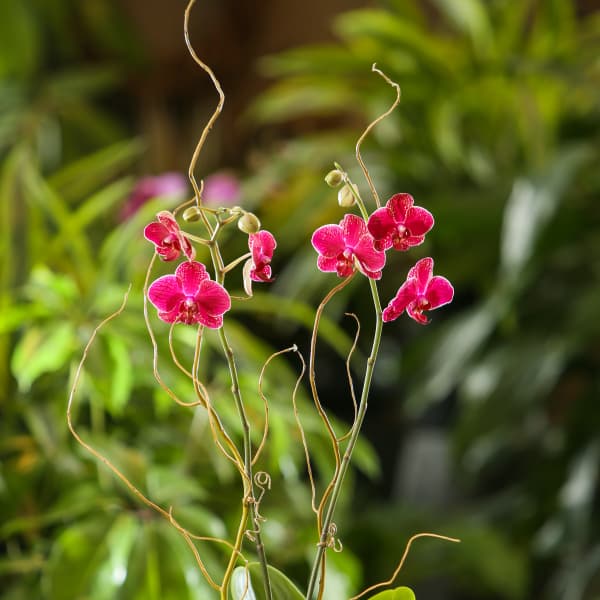 Potted pink orchid plant with arching blooms and curly branches in a gray pot