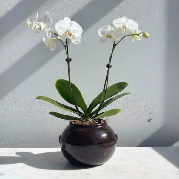 White Phalaenopsis Plant