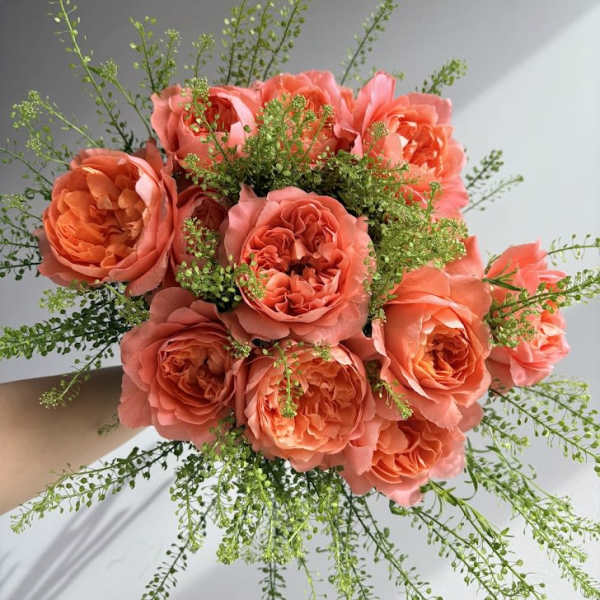 Coral Roses