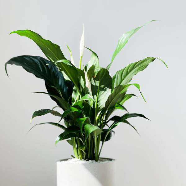Potted peace lily plant with white blooms in a white container
