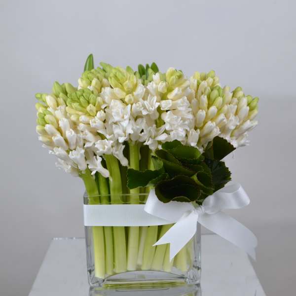 Pure Hyacinth