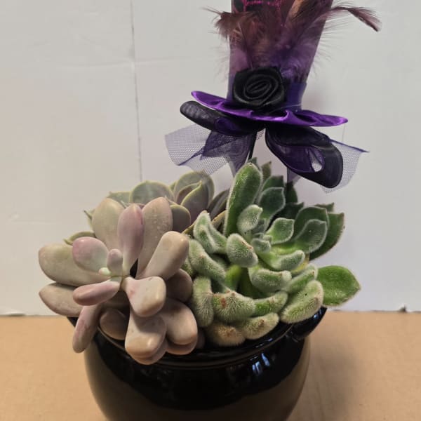 Succulent arrangement in a black pot with a purple feathered ribbon topper
