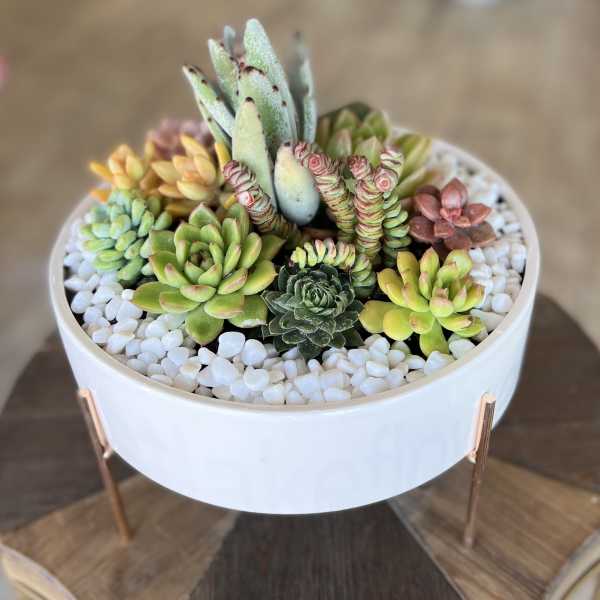 Succulent arrangement in a white round planter with white pebbles