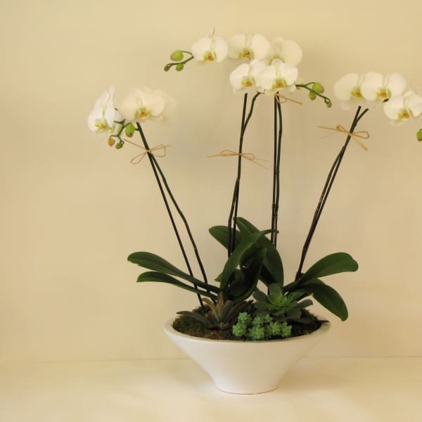 White orchid arrangement in a white bowl planter