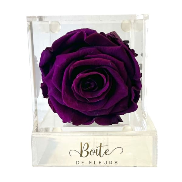 Single purple rose in a clear acrylic box