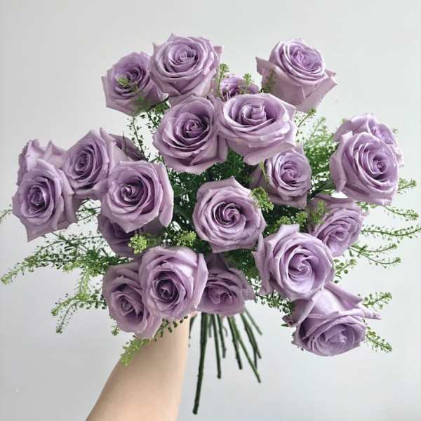 Lavender Roses