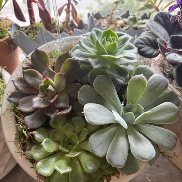 Potted arrangement of assorted succulents in a shallow bowl