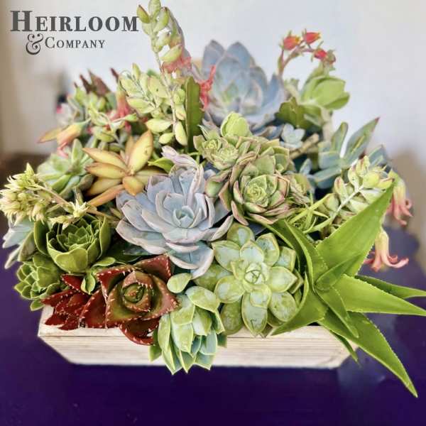 Succulent arrangement in a white rectangular planter