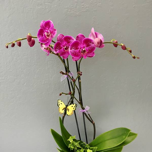 Pink orchids in a turquoise pot with ivy and a butterfly decoration
