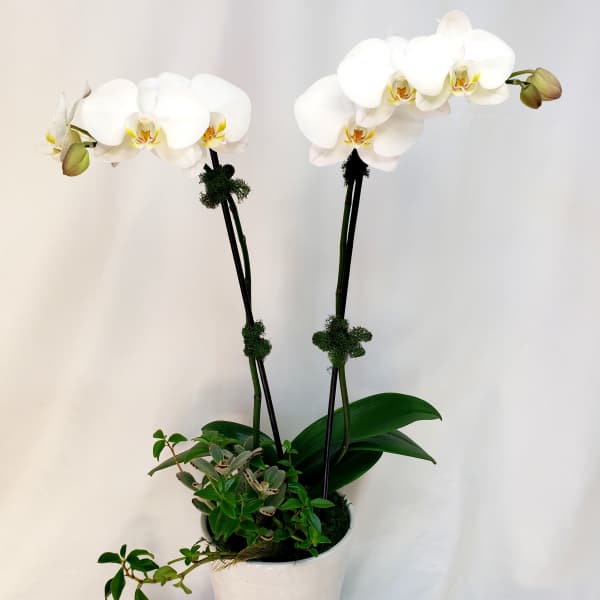 White orchid plant in a white pot with two tall stems