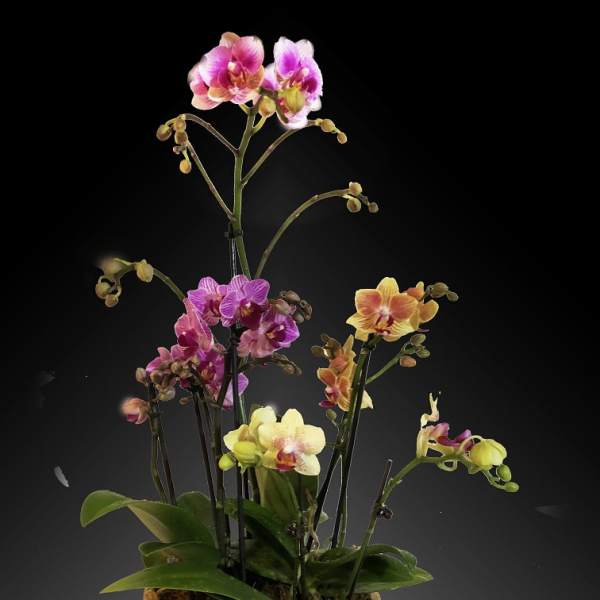 Potted orchids with pink, yellow, and purple blooms in a decorative container