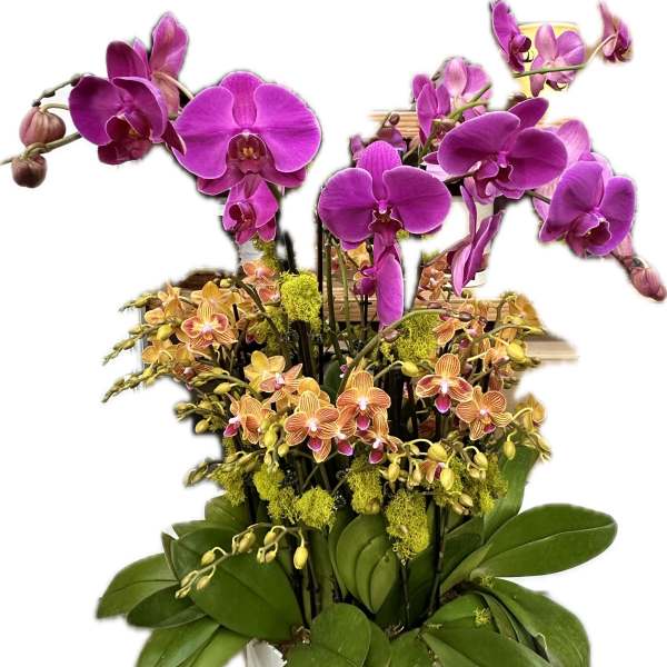 Purple and orange orchids arranged in a white pot