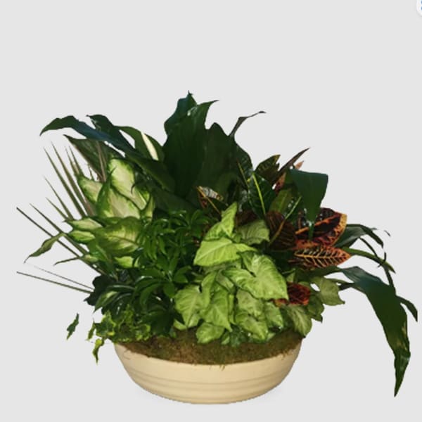 Tropical foliage arrangement in a shallow cream planter