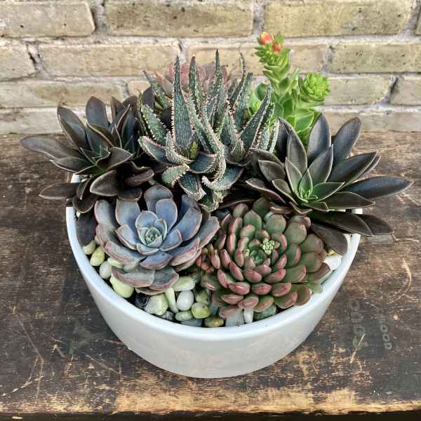 Succulent arrangement in a white bowl planter with decorative stones