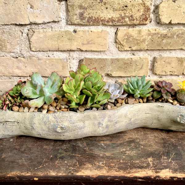 Succulent arrangement in a driftwood planter with pebbles