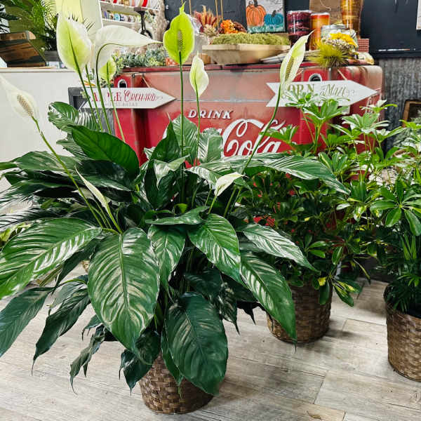 Three potted green houseplants in woven baskets on a showroom floor.