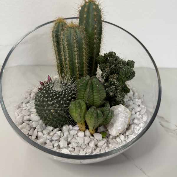 Glass bowl terrarium with several cacti and white stones