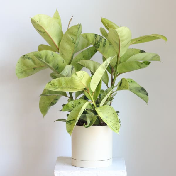 Potted plant with broad variegated green leaves in a white container