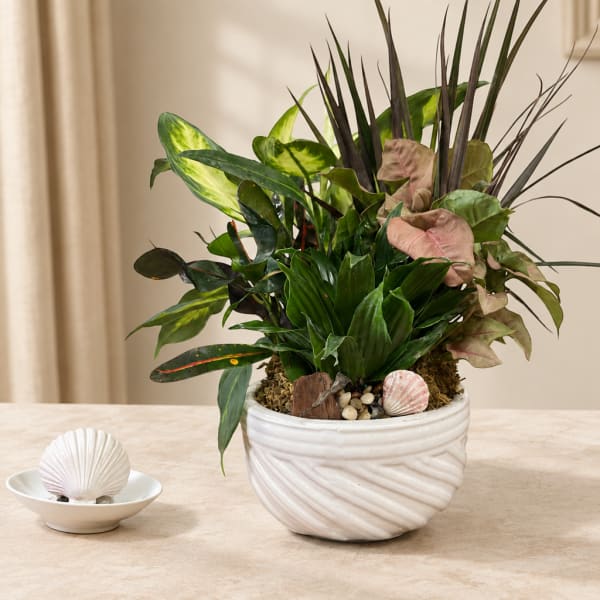 Tropical potted plant arrangement in a white ceramic planter with a shell accent
