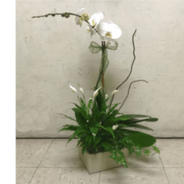 White orchid arrangement in a square container with green foliage