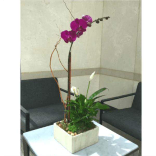 Potted orchid arrangement with purple blooms in a square white planter