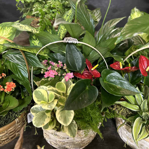 Basket arrangement of tropical plants with red anthuriums and white peace lilies