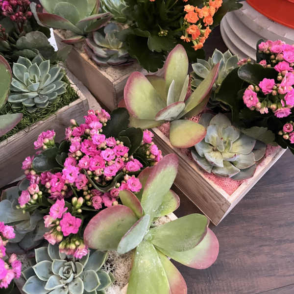 Assorted succulent planters with clusters of pink and orange flowers