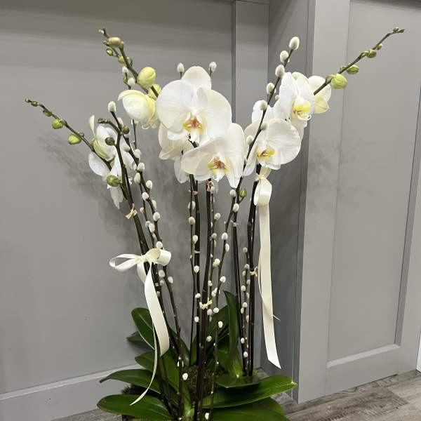 Tall white orchid arrangement in a wooden container with ribbon
