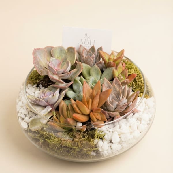 Succulent arrangement in a round glass bowl with white stones