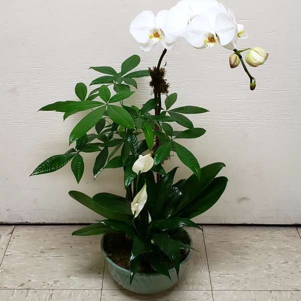 White orchid blooms in a green ceramic pot with glossy foliage