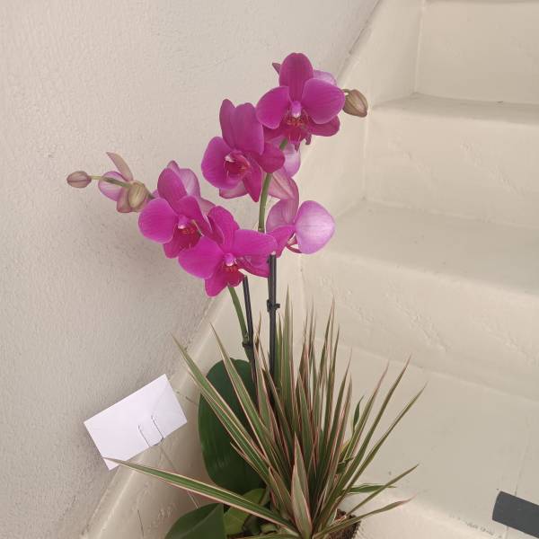 Potted orchid with bright pink blooms and a spiky dracaena plant