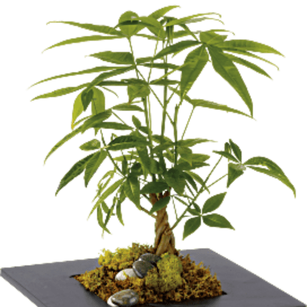 Potted money tree plant with braided trunk and rocks on top of soil