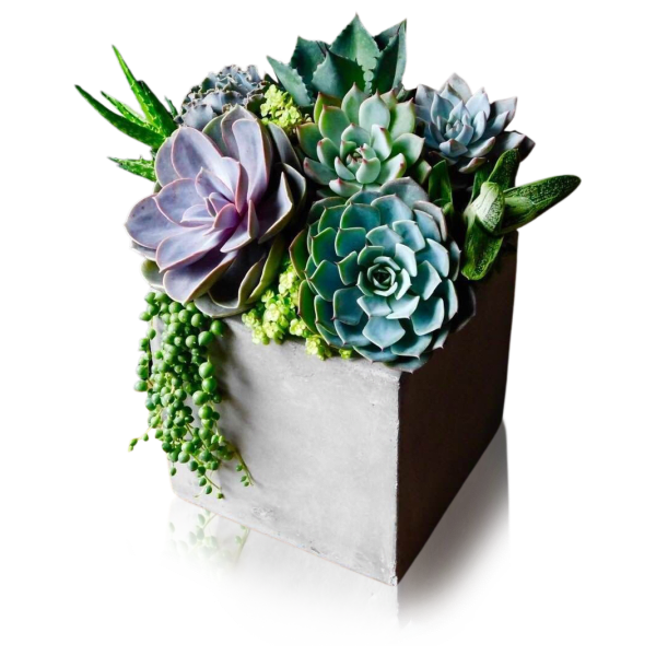 Stone Succulents