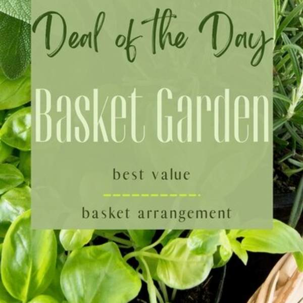 Deal of the Day - Basket Garden -