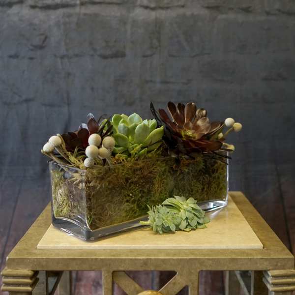 Succulent arrangement in a rectangular glass vase with moss and white berry accents