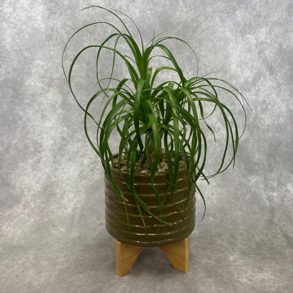 Potted green plant in a ribbed ceramic pot on a wooden stand