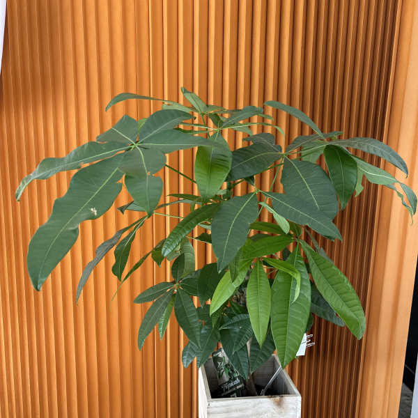 Potted money tree plant in a wooden planter