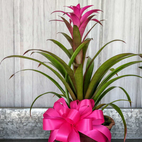 Bromeliad Bliss