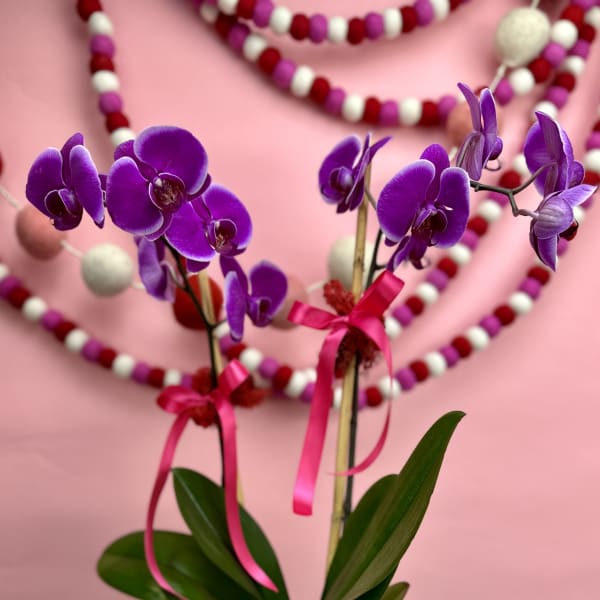 Purple orchids in a gray pot with pink ribbon accents