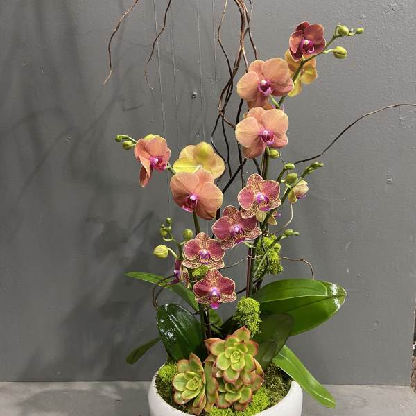Potted orchid arrangement with pink blooms and succulents in a white planter