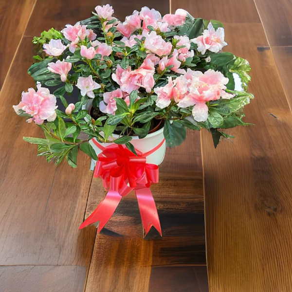 Pink azalea plant in a white pot with a red ribbon