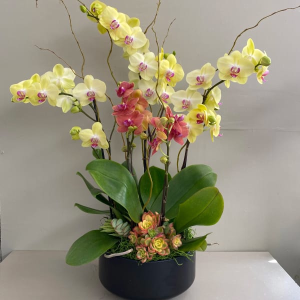Potted orchid arrangement with yellow and pink blooms in a black container