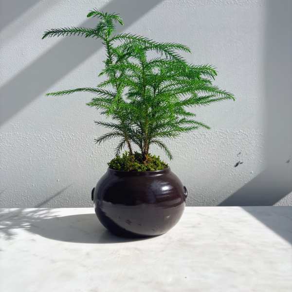 Norfolk Pine Plant
