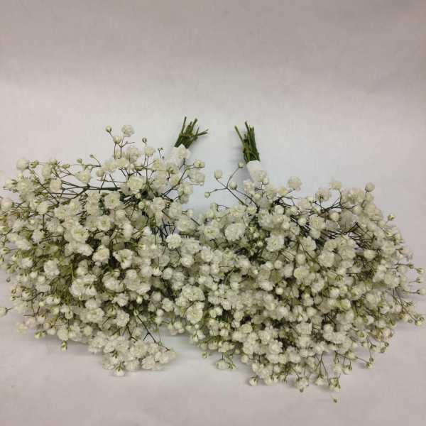 Two bunches of white baby's breath flowers on a plain background